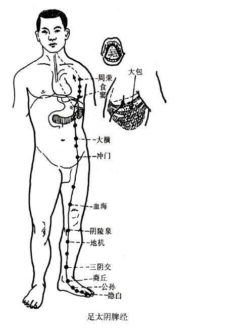 脾经常畅通重病、急病、怪病难上身