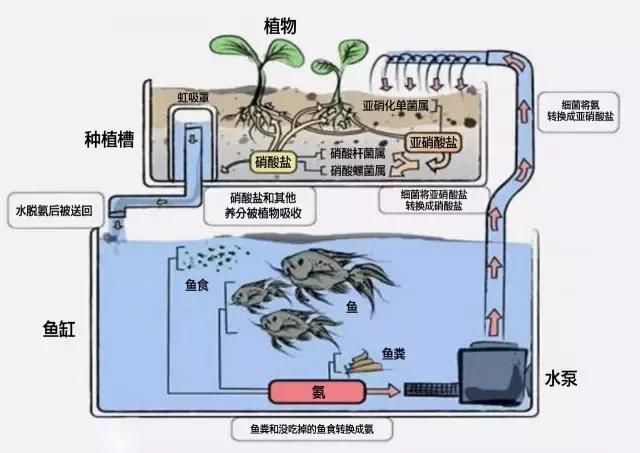 养鱼不换水，种菜不施肥！厉害了小编，DIY鱼菜共生系统！