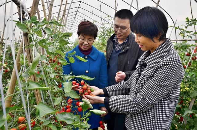 在农村，这样种菜，不赚钱都说不过去