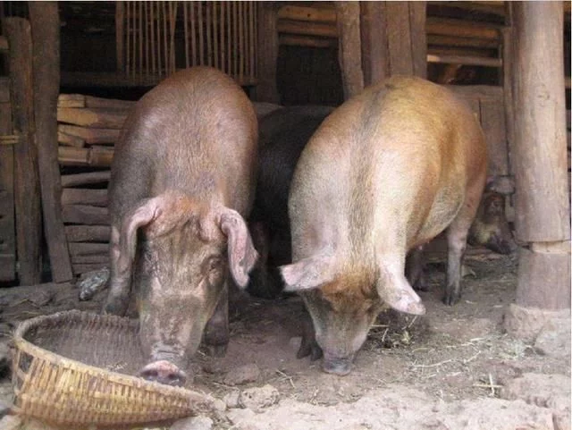 (文摘)25万吨芬兰带骨冻猪肉登岸,打脸国内猪肉上涨假传闻 - aihua191 - aihua191的 博 客 (文摘)25万吨芬兰带骨冻猪肉登岸,打脸国内猪肉上涨假传闻 - aihua191 - aihua191的 博 客