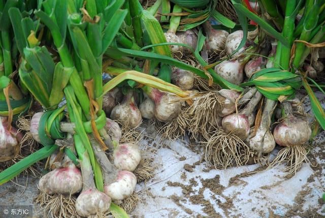 大蒜价格跌破成本线?近期金乡大蒜行情走势不