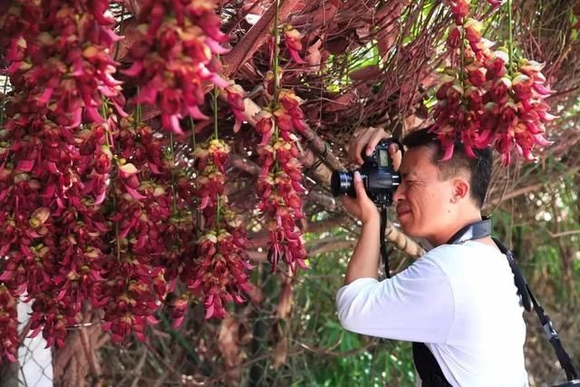 周六免费!广州附近这片禾雀花海没爆了,千万别错过了...