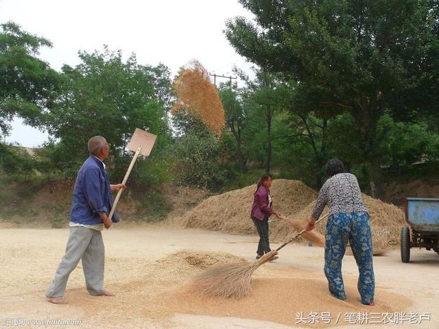 又到一年麦收时!看着这些农村麦收照片，经历过的人不由热泪盈眶