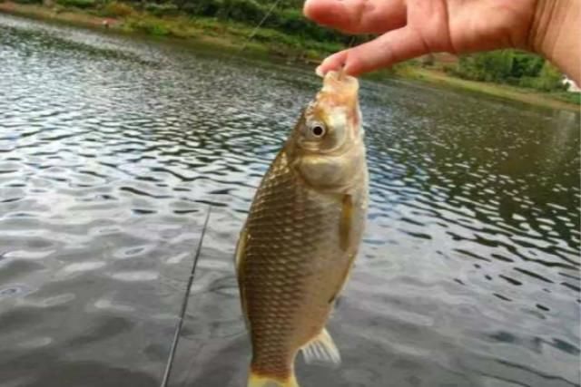 夏季垂钓鲫鲤鱼，使用这几款配方鱼获真的太好了！