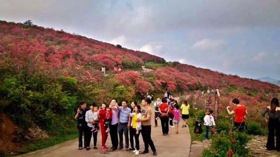 阳明山十万亩杜鹃燃爆 “五一”小长假 本周末仍是最佳花期