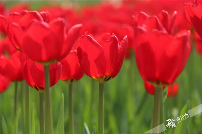 又是赏花好去处 长寿湖100余万株郁金香开好啦