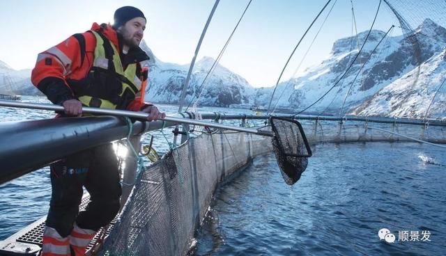 中国将对挪威三地进口鲑鱼解禁，下半年中国三文鱼市场风云再起