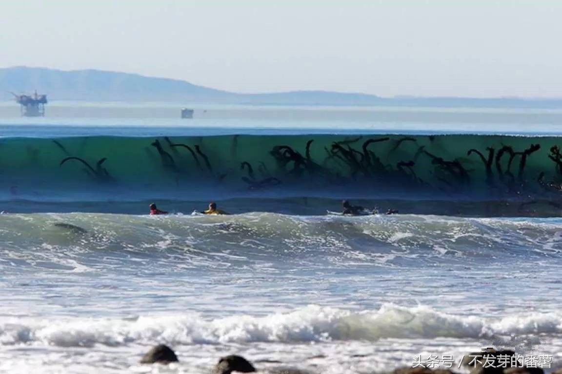 深海恐惧症最怕的图,借你十个胆,也不敢去试试