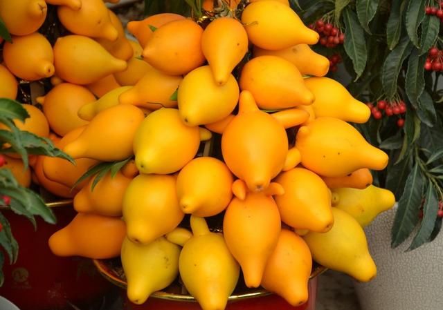 客厅最旺的三种树图片 t01cf420fd401ba0cb0.jpg