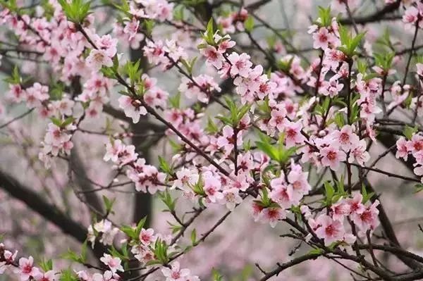 春游赏花踏青的看过来，自驾路线、交通提示在这里！