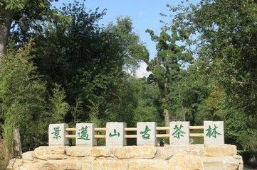 新六大茶山普洱茶山中的新贵