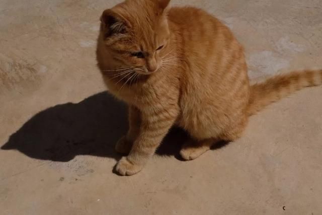 这座民宿位于玉龙雪山脚下第一村旁，是99％的游客都不知道的秘境