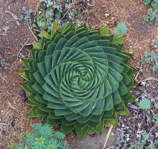 这些植物美图告诉你，上帝是个“几何强迫症患者”