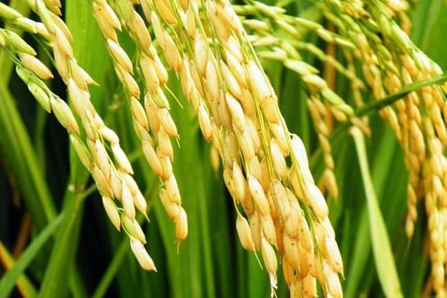 农民不种水稻,种植这种地下水果,亩产值一万多