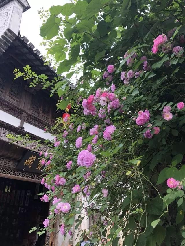 江西风景独好|五一劳动节带你去旅行记:游世界