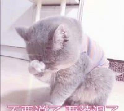 分享一组超可爱的猫咪表情,老夫的玻璃心都的发送表情包凤指图片