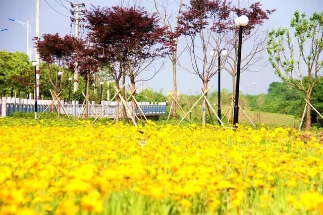 5月,山南景观长廊,一处不容错过的金鸡菊花海!