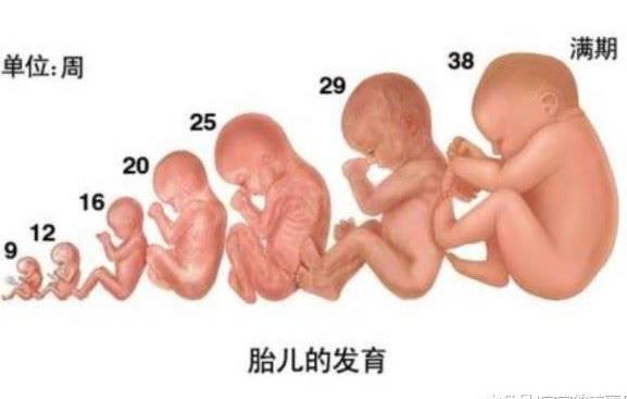 孕38周B超显示胎儿只有35周大, 医生说生长受