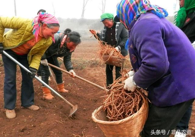 农村种植这种药材，已经成疯，市场供不应求，行情平稳，价格高！