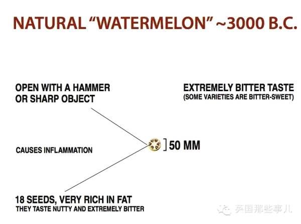 当人类还没能驯化香蕉萝卜玉米那会，我真的猜不到他们居然长这样