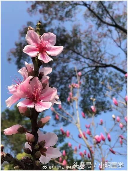 广州周边最适合踏春赏花地盘点，带上父母小孩周末走起！