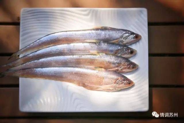 江刀开捕,5000元一斤!苏州人春天最奢华的时令美食已经上线!
