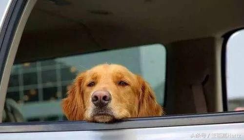 为什么狗狗坐车时喜欢将头伸出窗外?居然还有