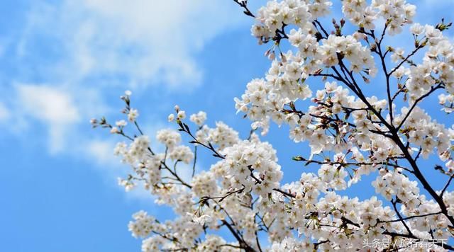 藏在川西的中国最美小村,4月踏春偶遇,美成人间天堂