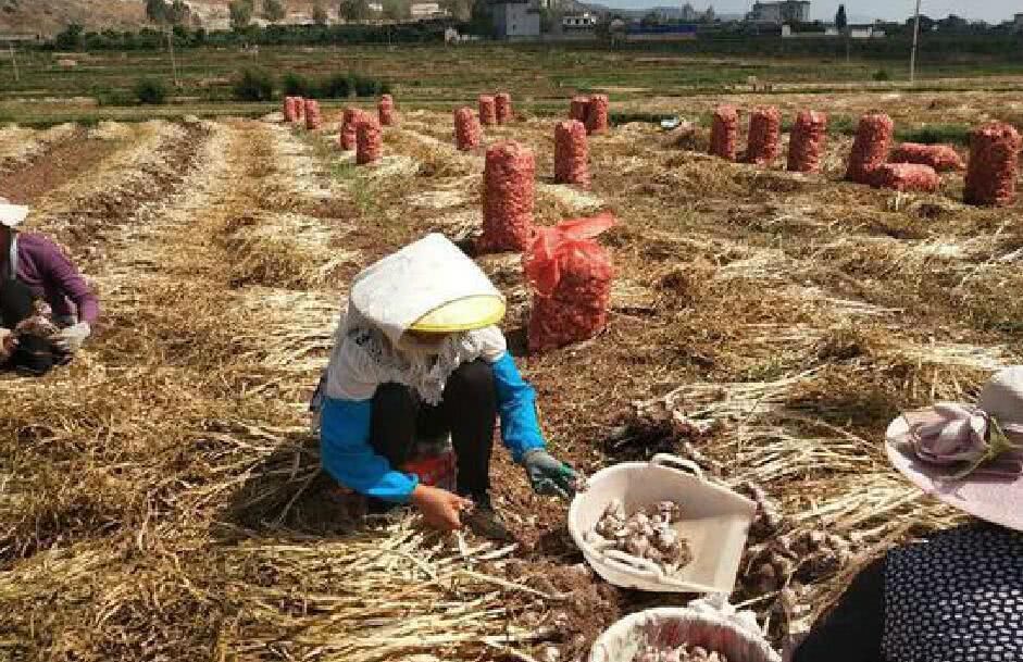 云南大蒜正逢收获季 蒜农田地谋收益