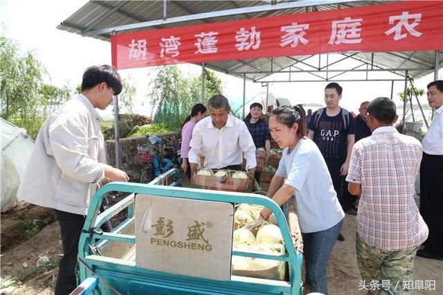 界首种瓜大户返乡创业助力扶贫遭遇滞销难