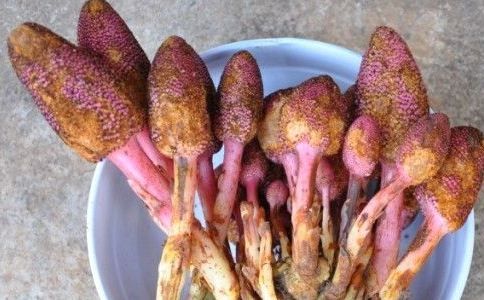 回春草有什么用 可滋阴补肾