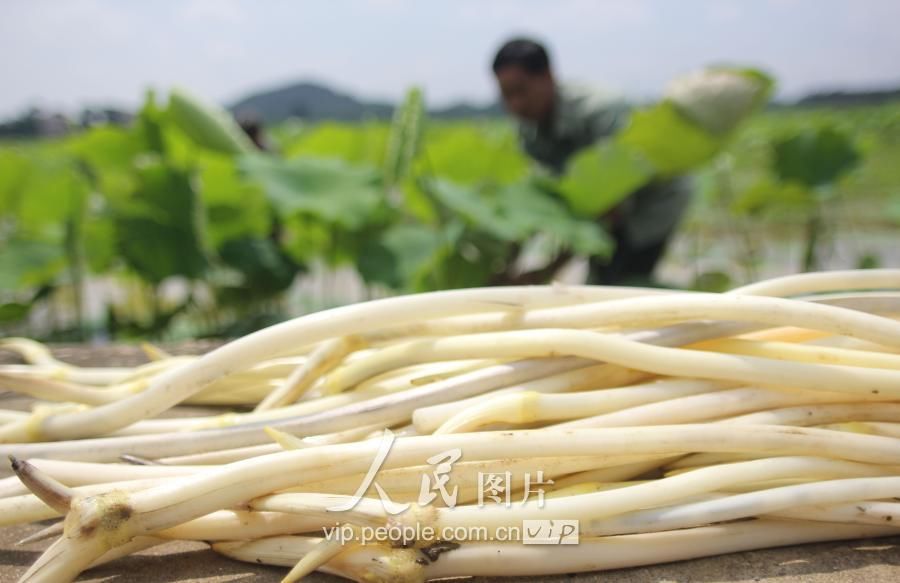 湖南道县:初夏时节采藕尖供市场