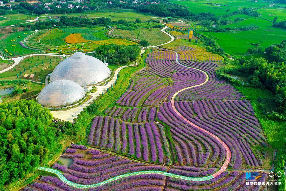 航拍安徽广德五色花海 色彩斑斓调色盘