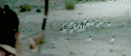 《楚乔传》男主角林更新险被