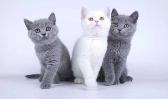 是什么品种的猫