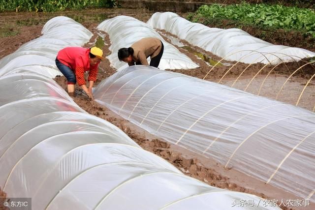 今年农药化肥涨价，粮食却跌价，农民怎么办？