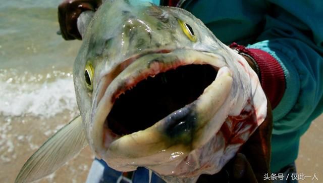 日本福岛核泄漏后，海洋生物变异，这些食物别再吃了