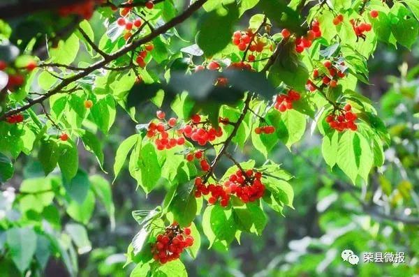 清明小长假,睹花睹人不堵车!赶快约起来荣县乐享田园采摘乐趣!