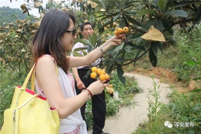 又是一年枇杷季，来千岛湖这几个地方采准没错