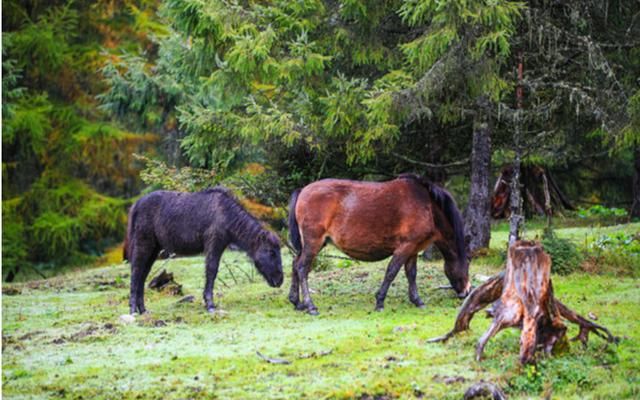 不好意思 ,我要去雅安了