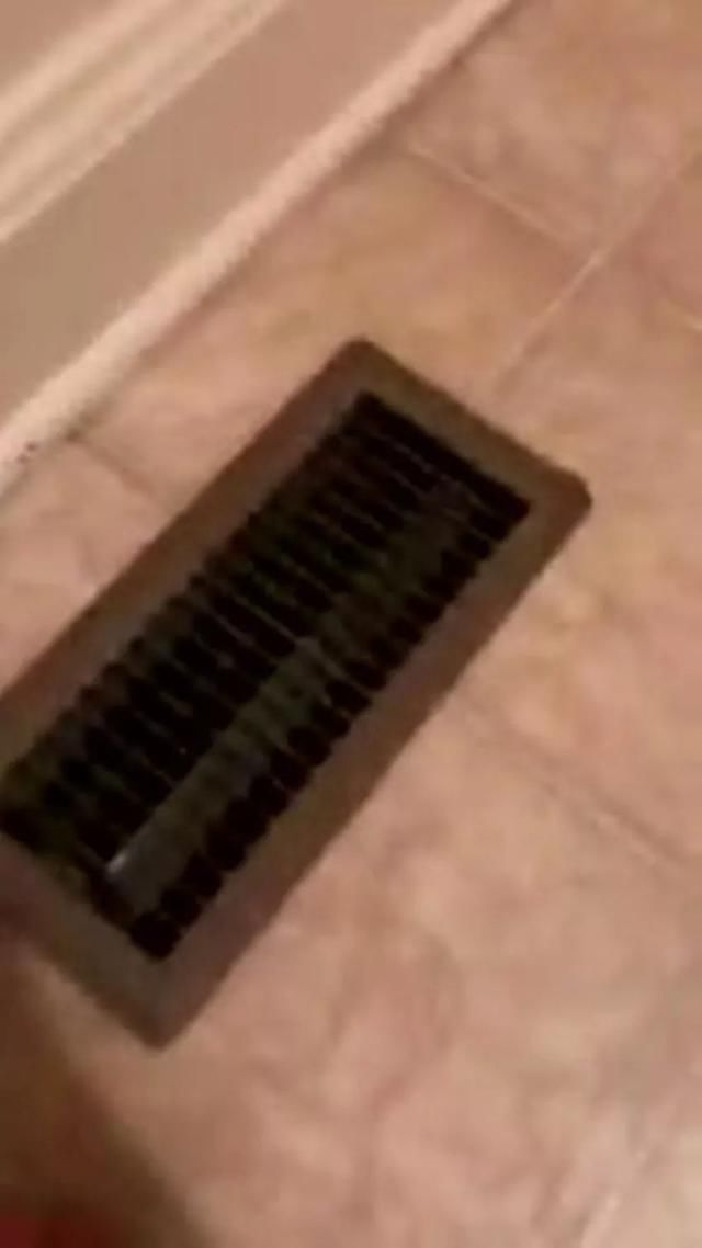 猫咪听说这家没养宠,主动钻下水道送猫上门