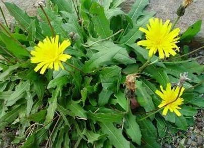 十个高尿酸九个肾脏伤, 蒲公英加2物, 更快降尿