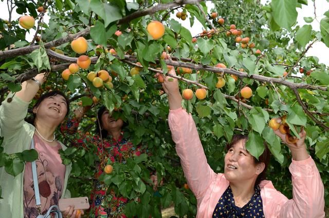 陕西：太平红杏引客来