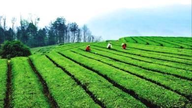 湖南石门县:“新法”路上引来八方游客