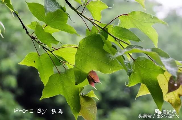 安徽舒城：影像志｜夏日的雨天 游“世外桃源，三国故地”天子寨