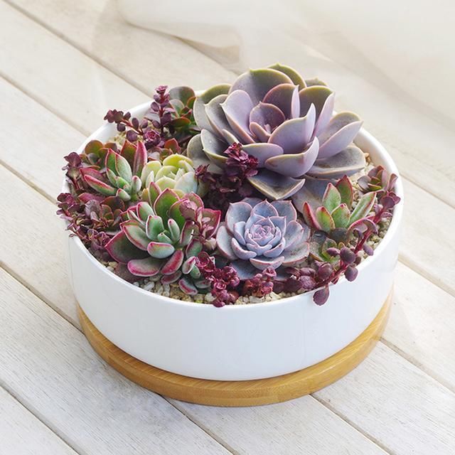 新房刚装修,女主人在家中摆上了这几款绿植,吸