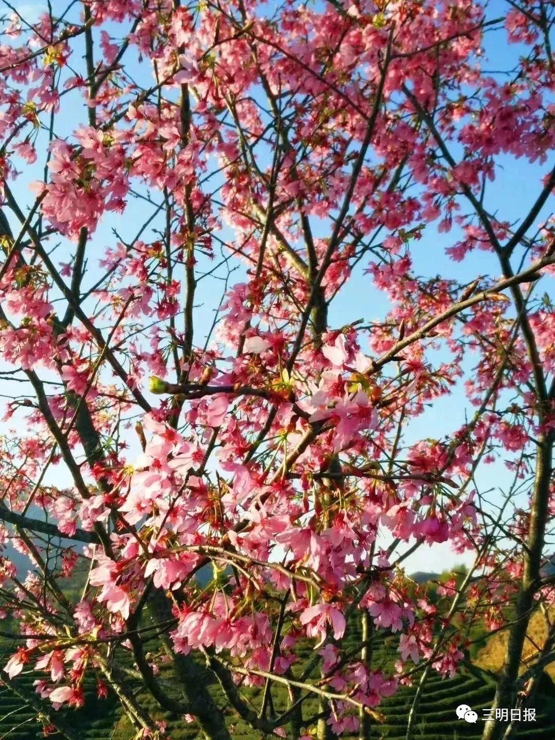 永安天斗红梅开！三明赏花处还有哪里？