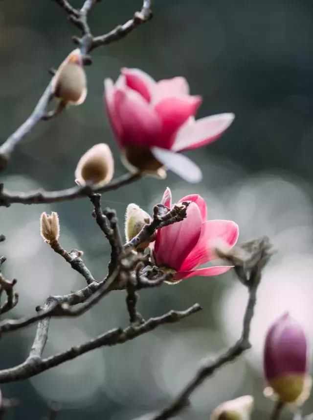 美炸！一夜间，广州竟飘起了如梦似幻的粉红花雨！