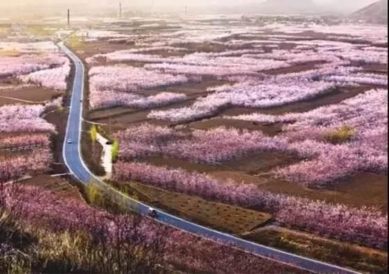 清明踏青赏花何处去？这份赏花地图请收好！