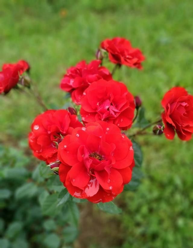 雨后开出最新的花儿，从初春一直开到秋末，花期无限花开不败